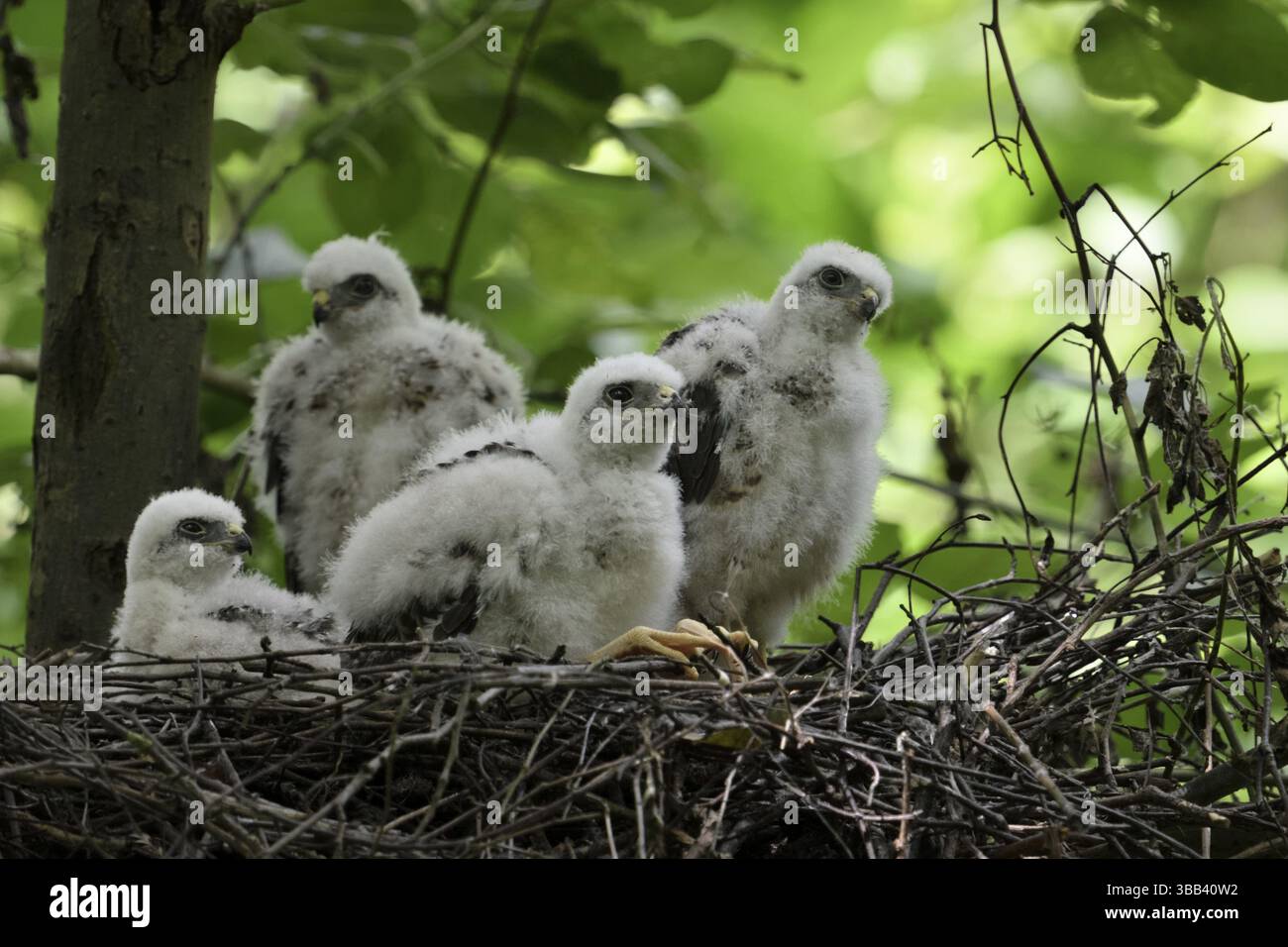 Eurasische Sparschweinküken (Accipiter nisus) in Nest, Nordrhein-Westfalen, Deutschland, Europa Stockfoto