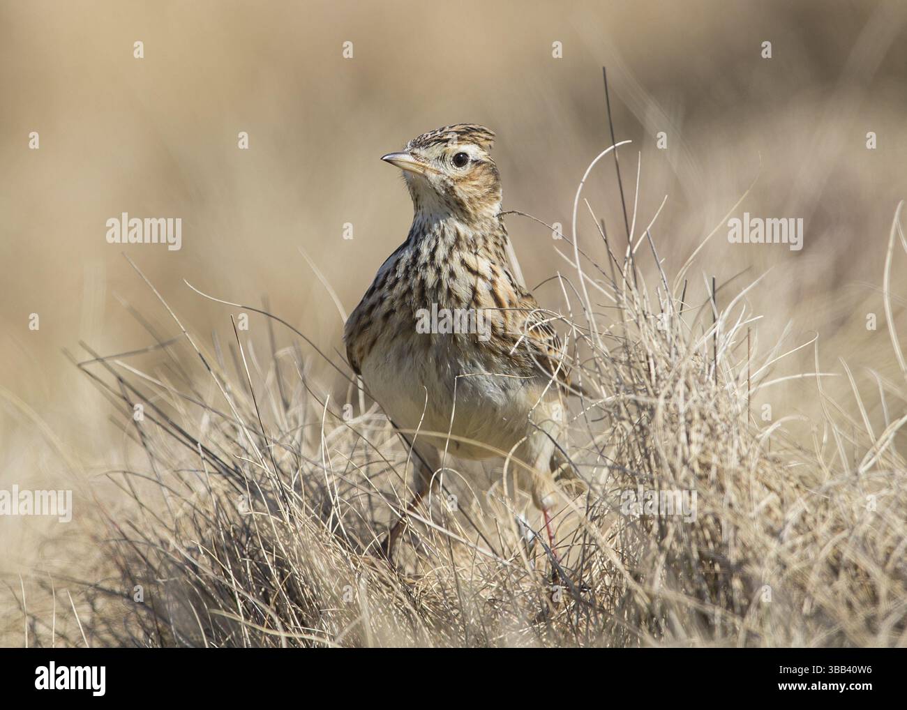 Eurasische Skylark (Alauda arvensis) in Field, Wales, Vereinigtes Königreich, Europa Stockfoto