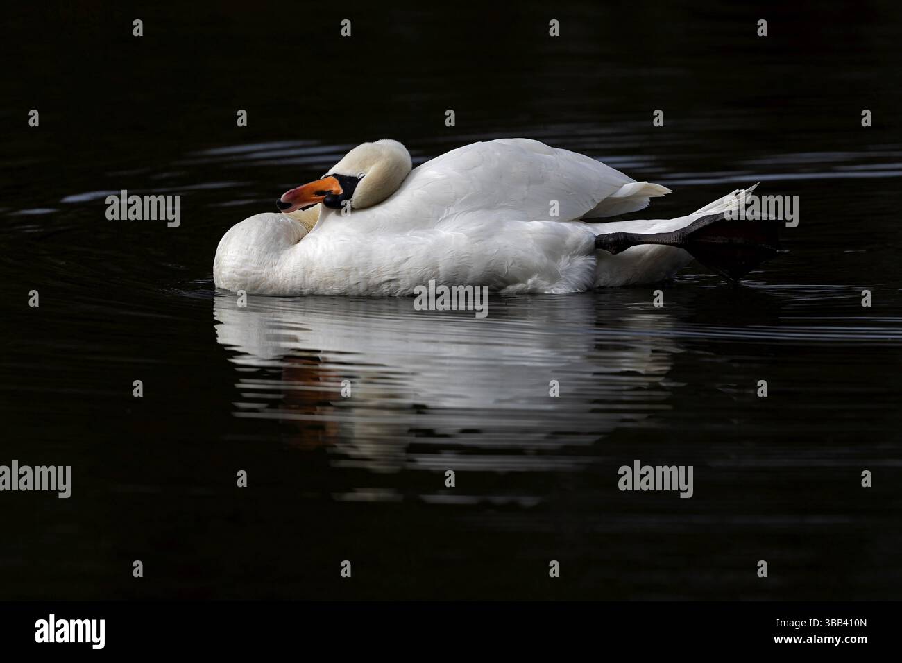 Mute Swan (Cygnus olor), Baden-Württemberg, Deutschland, Europa Stockfoto