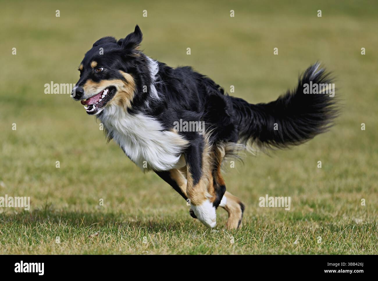 Mischhund zwischen Border Collie und Australian Shepherd springt über die Wiese, Schweiz, Europa Stockfoto