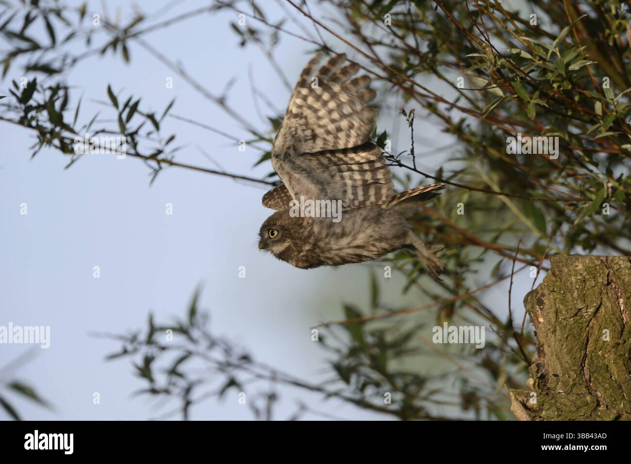 Eule (Athene noctua) Jungvogel im Flug, Nordrhein-Westfalen, Deutschland, Europa Stockfoto