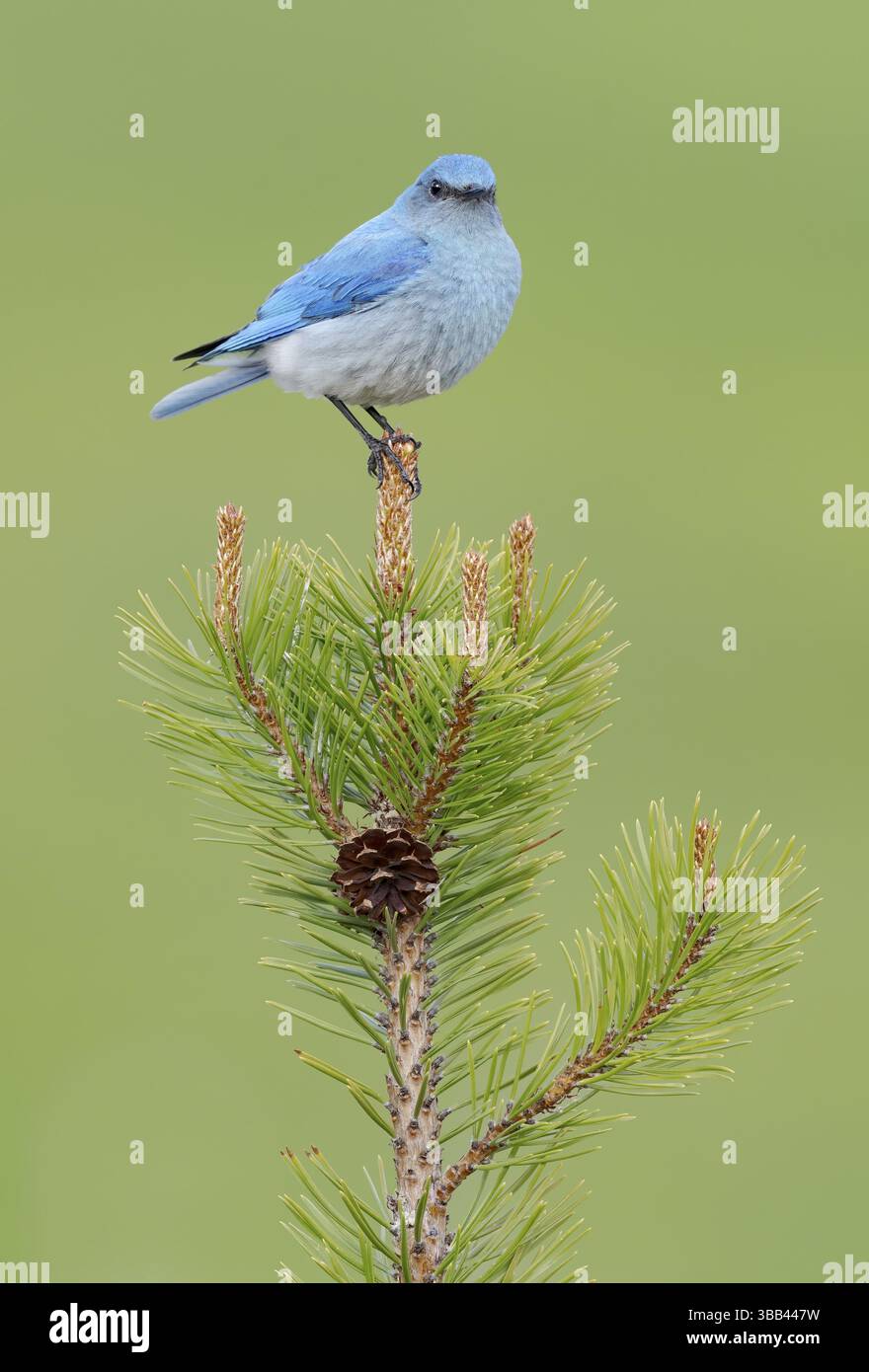 Mountain Bluebird (Sialia currucoides) männlich auf einem Ast, British Columbia, Kanada, Nordamerika Stockfoto