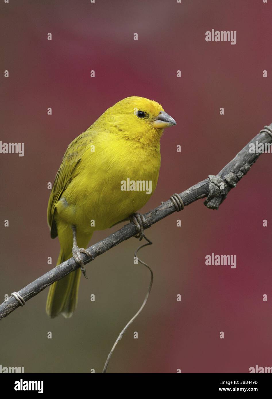 Safranfinke (Sicalis flaveola) auf einem Zweig, Pichincha, Ecuador, Südamerika Stockfoto