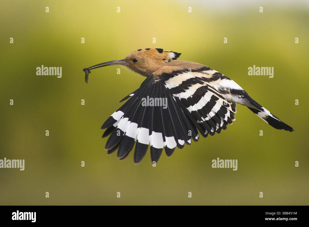 Eurasischer Wiedehopf (Upupa epops) fliegt mit Nahrung im Schnabel, Subotica, Serbien, Europa Stockfoto