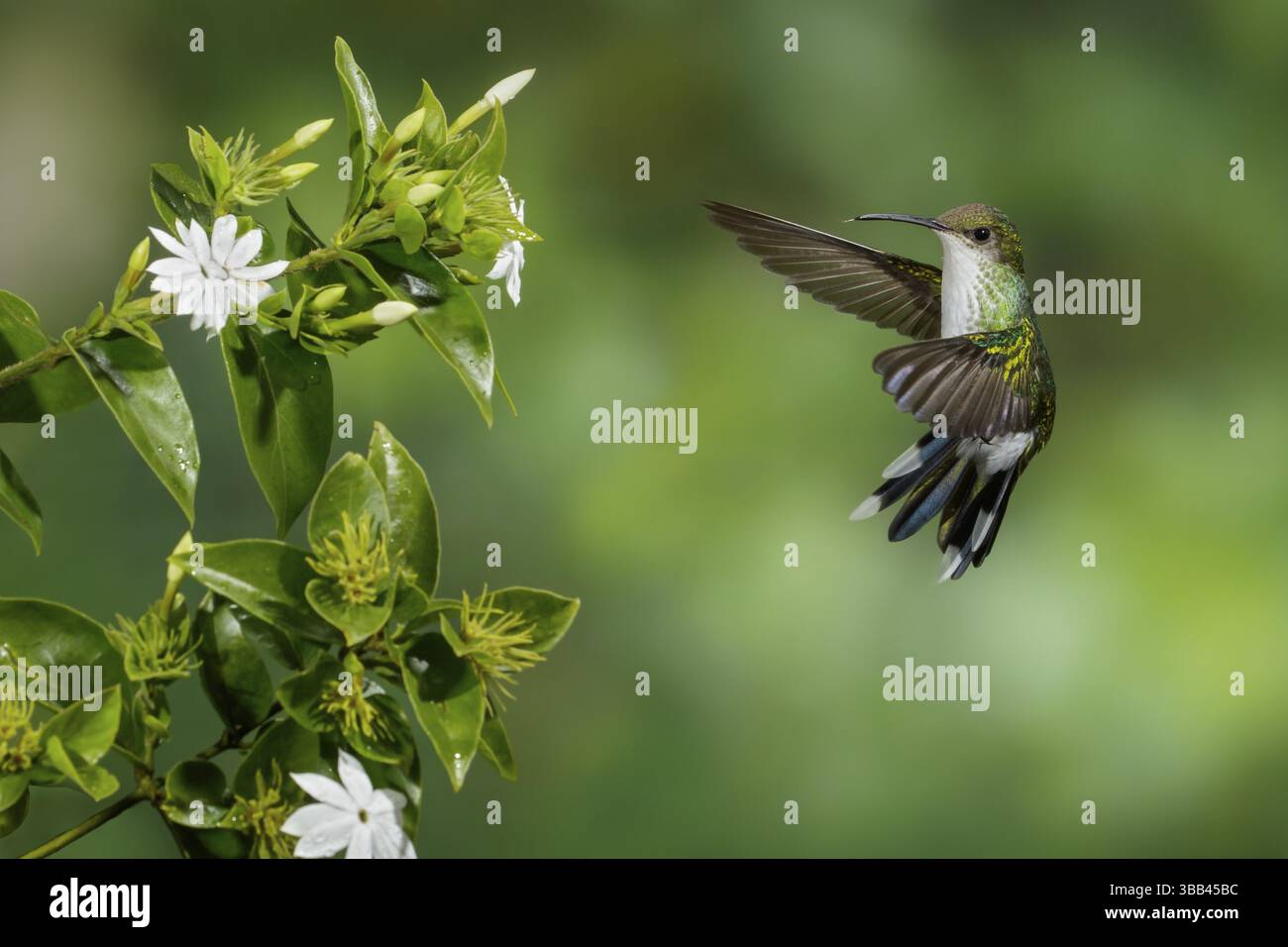 Rotschnabel-Streamertail (Trochilus polytmus) weiblich fliegt, Jamaika, Zentralamerika Stockfoto