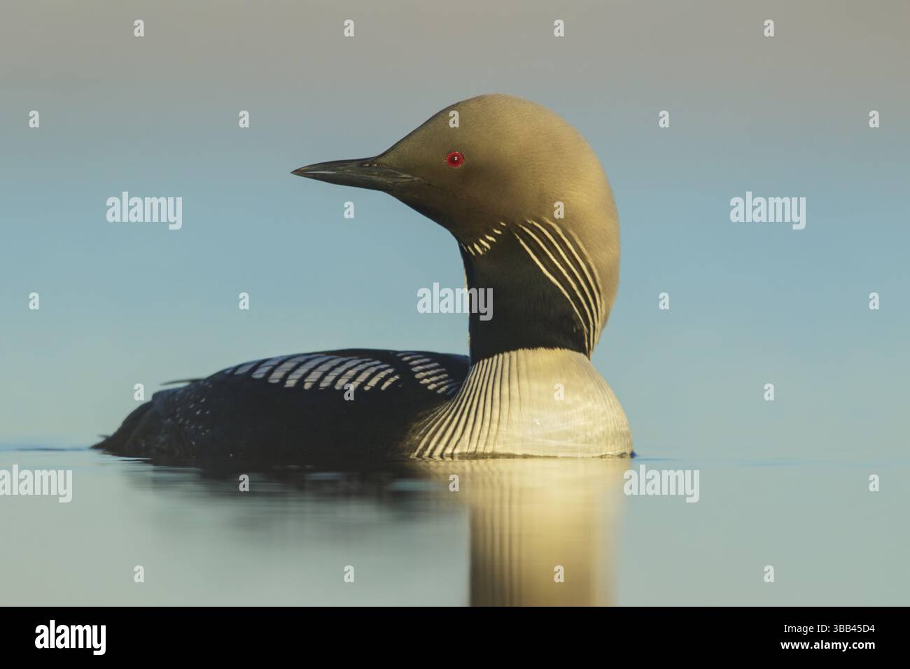 Der Pazifische Loon (Gavia pacifica) ernährt sich von einem kleinen Teich in der Tundra in Nord-Alaska Stockfoto
