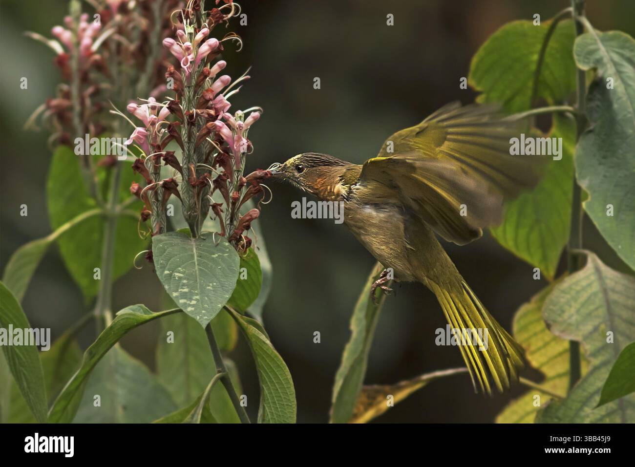 Mountain Bulbul (IXOS mcclellandii), die sich von Blütennektar ernähren, Darjeeling, Indien, Asien Stockfoto