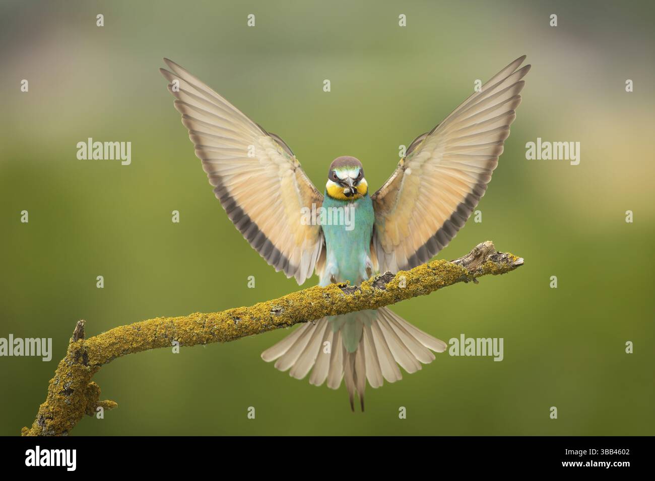 Europäischer Bienenfresser (Merops apiaster) auf einem Flechtenzweig mit einer Biene im Schnabel, Serbien, Europa Stockfoto