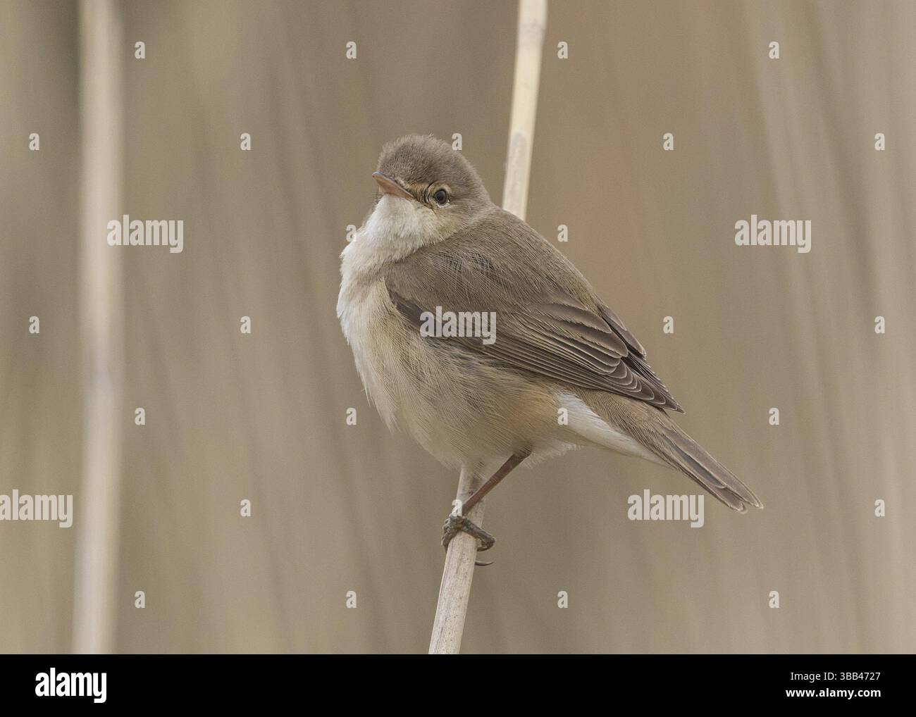 Eurasische Schilffässer (Acrocephalus scirpaceus) Barche in Schilfbeet, Wales, Vereinigtes Königreich, Europa Stockfoto