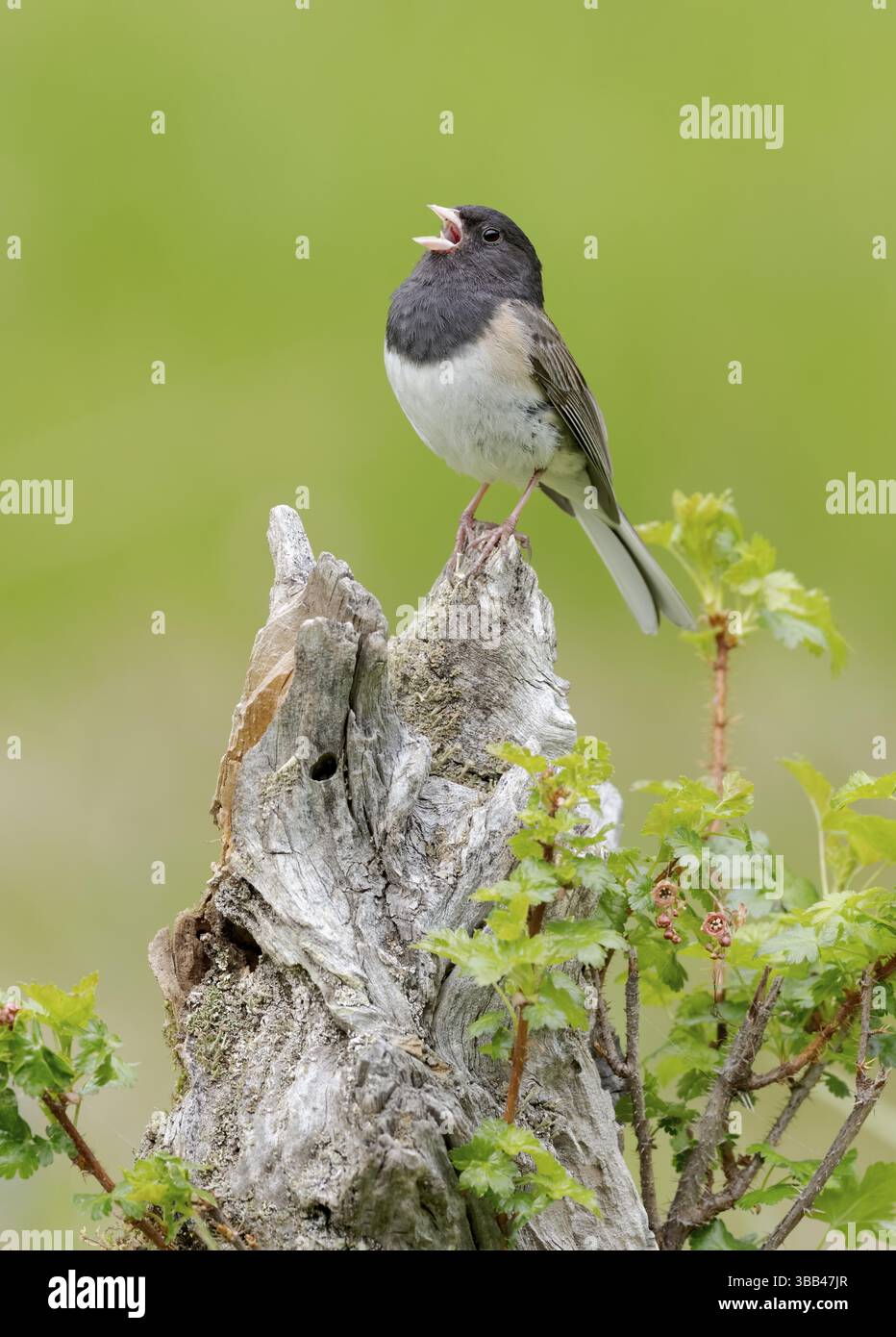 Oregon Junco (Junco hyemalis oreganus) singend, British Columbia, Kanada, Nordamerika Stockfoto