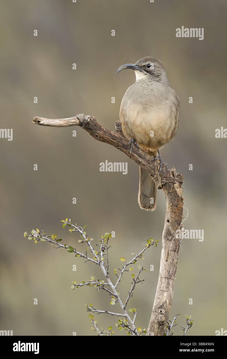 California Thrasher (Toxostoma redivivum), Kalifornien, USA, Nordamerika Stockfoto