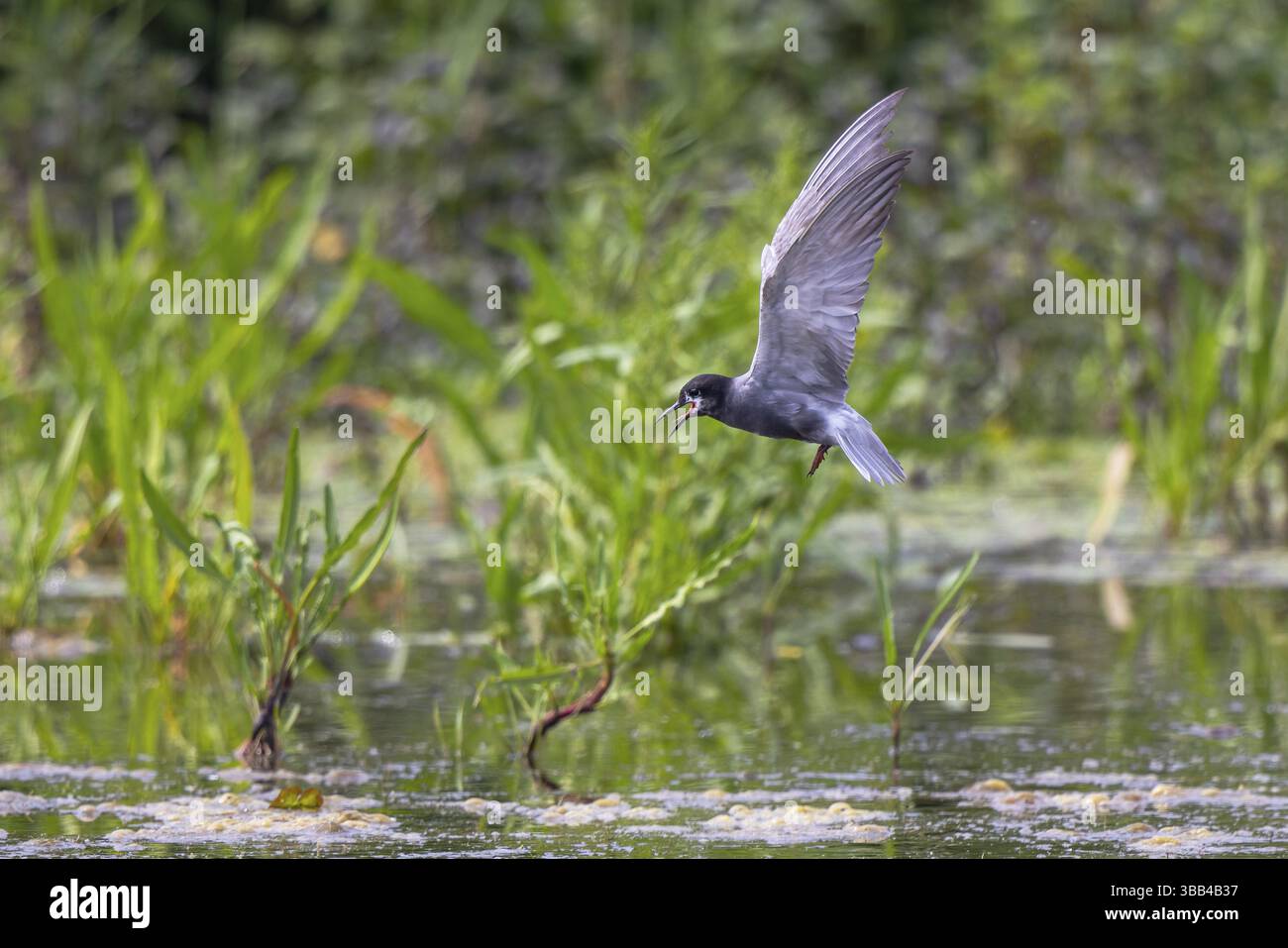 Schwarzteere (Chlidonias niger), die im Flug in die Niederlande anruft Stockfoto