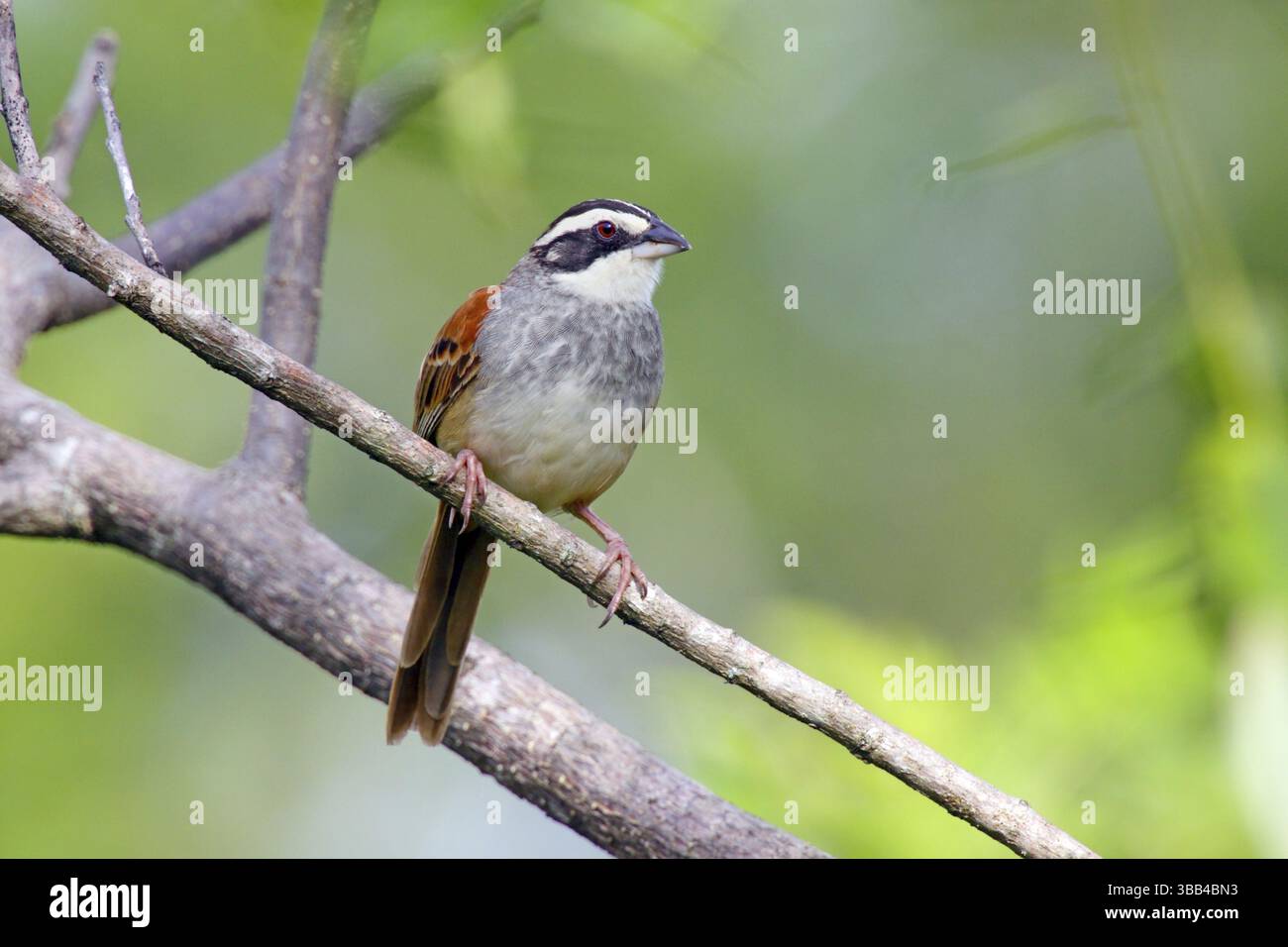 Streifenkopf-Sparrow Aimophila ruficauda ruficauda Santa Rosa National Park, Costa Rica 12. Oktober Erwachsene Emberizidae Stockfoto
