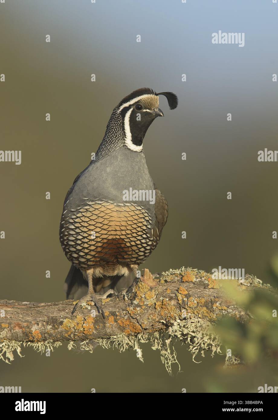 California Quail (Callipepla californica) männlich, Kalifornien, USA, Nordamerika Stockfoto