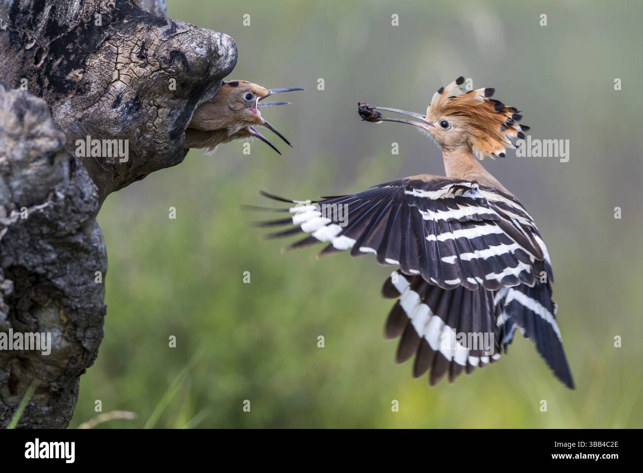 Eurasischer Wiedehopf (Upupa epops) füttert Küken in Zuchthöhlen, Subotica, Serbien, Europa Stockfoto