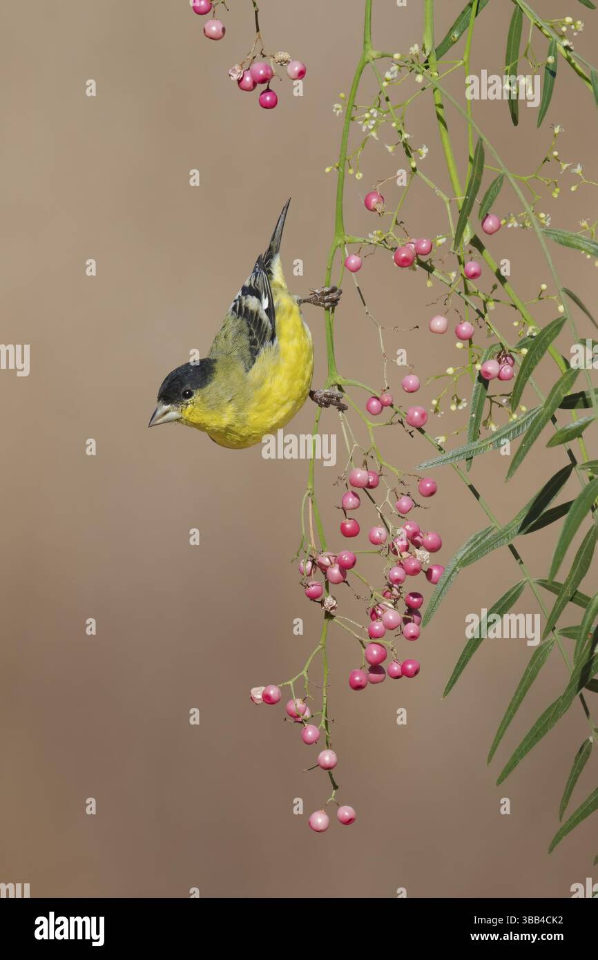 Kleiner Goldfinch (Spinus psaltria) männlich, Kalifornien, USA, Nordamerika Stockfoto