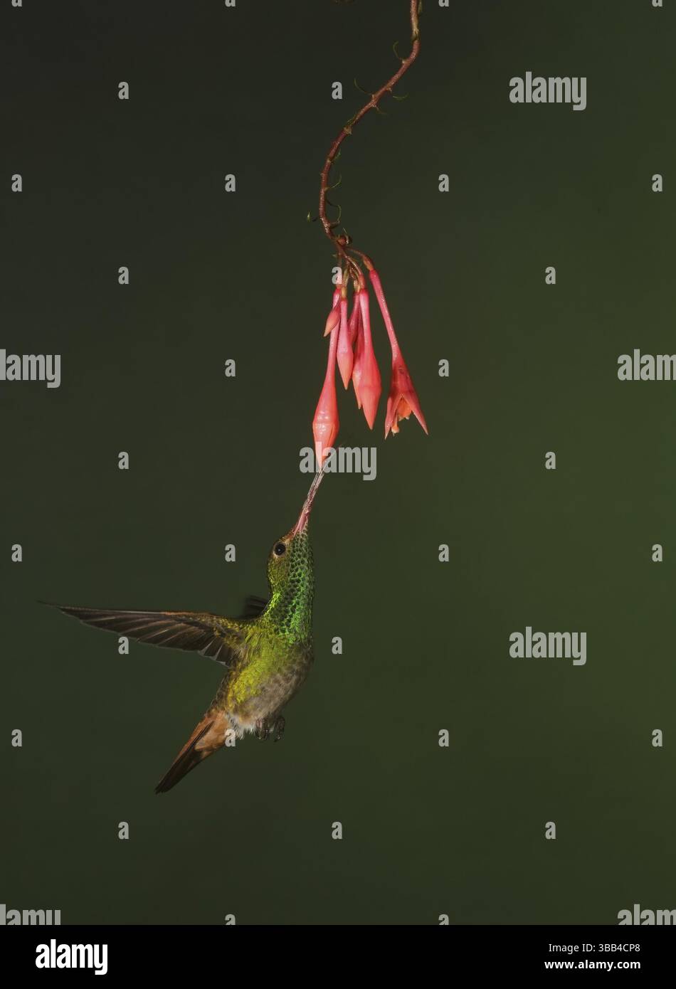 Kolibri (Amazilia tzacatl) fliegt und füttert Blumennektar, Pichincha, Ecuador, Südamerika Stockfoto