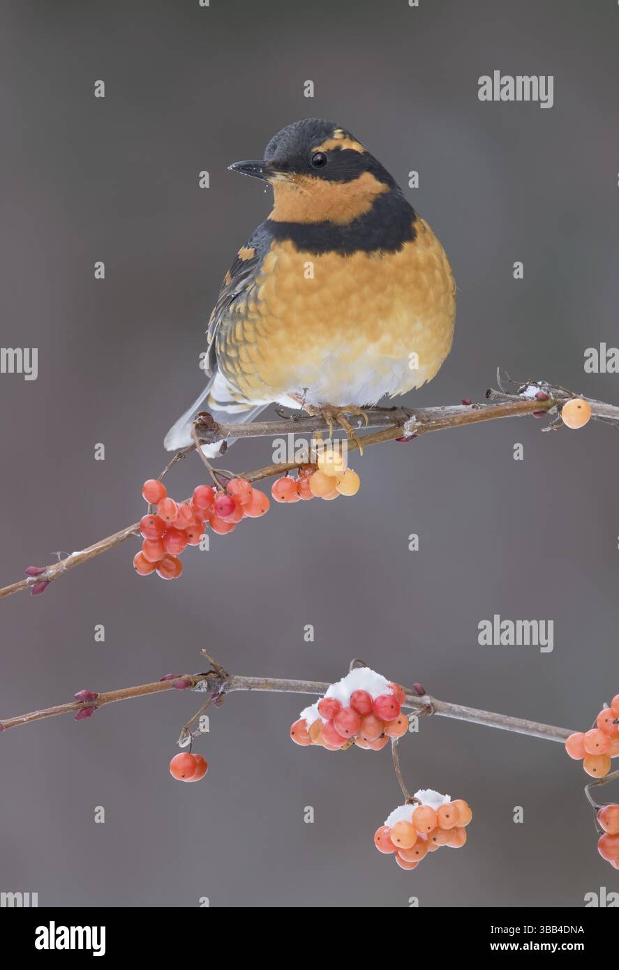 Abwechslungsreiche Soor (Ixoreus naevius) thronte auf einer Niederlassung, Alaska, USA, Nordamerika Stockfoto