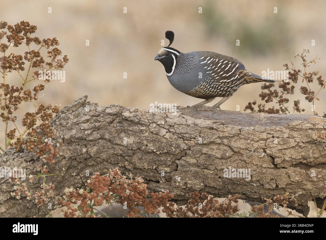 California Quail (Callipepla californica) männlich, Kalifornien, USA, Nordamerika Stockfoto