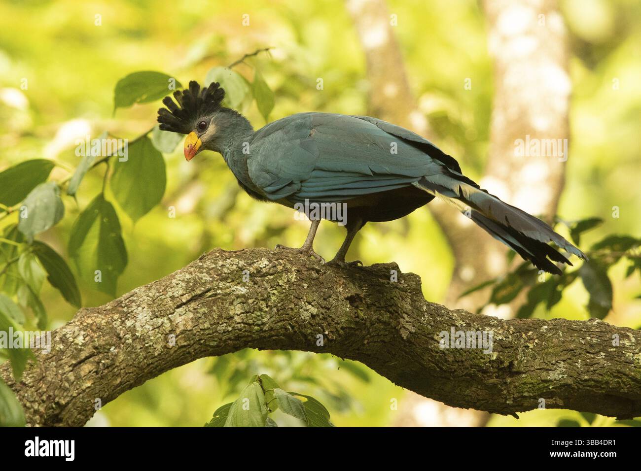 Great Blue Turaco (Corythaeola cristata), Kakamega Forest, Kenia, Afrika Stockfoto