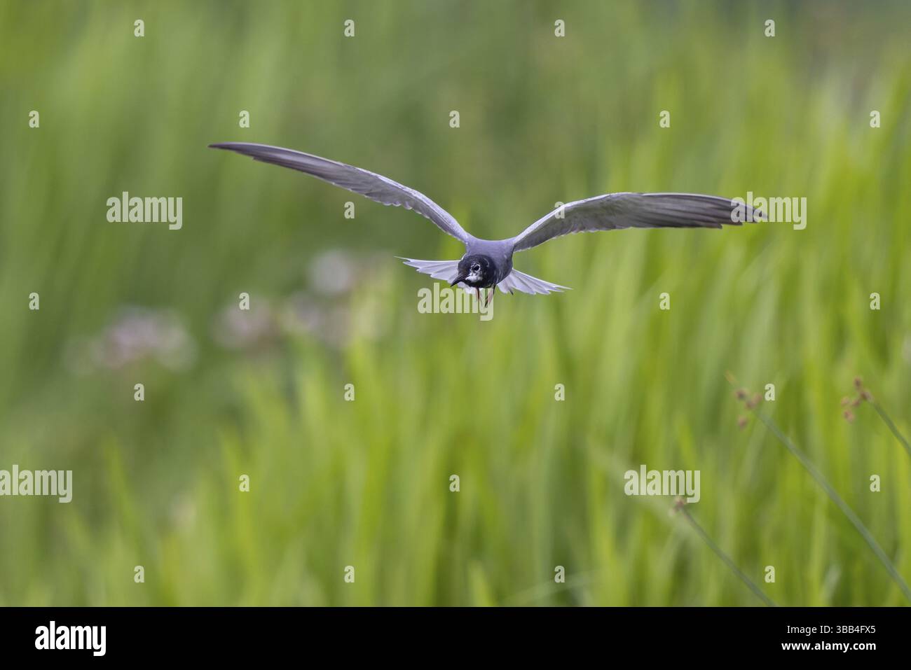 Schwarzteere (Chlidonias niger) fliegen, Niederlande Stockfoto