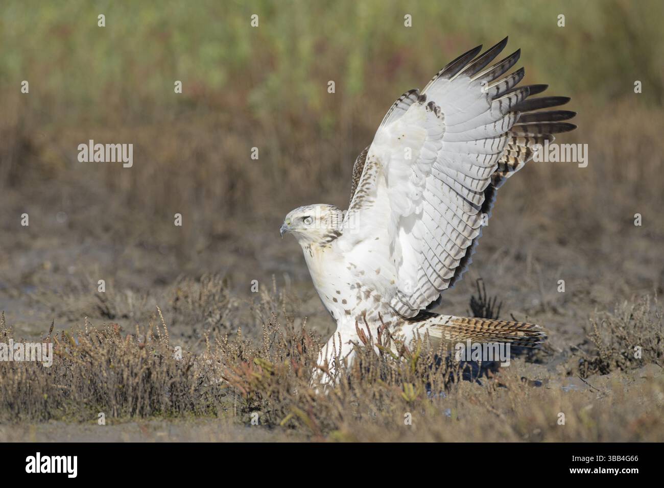 Rotschwanzfalke (Buteo jamaicensis), die auf dem Boden thront, Texas, USA, Nordamerika Stockfoto