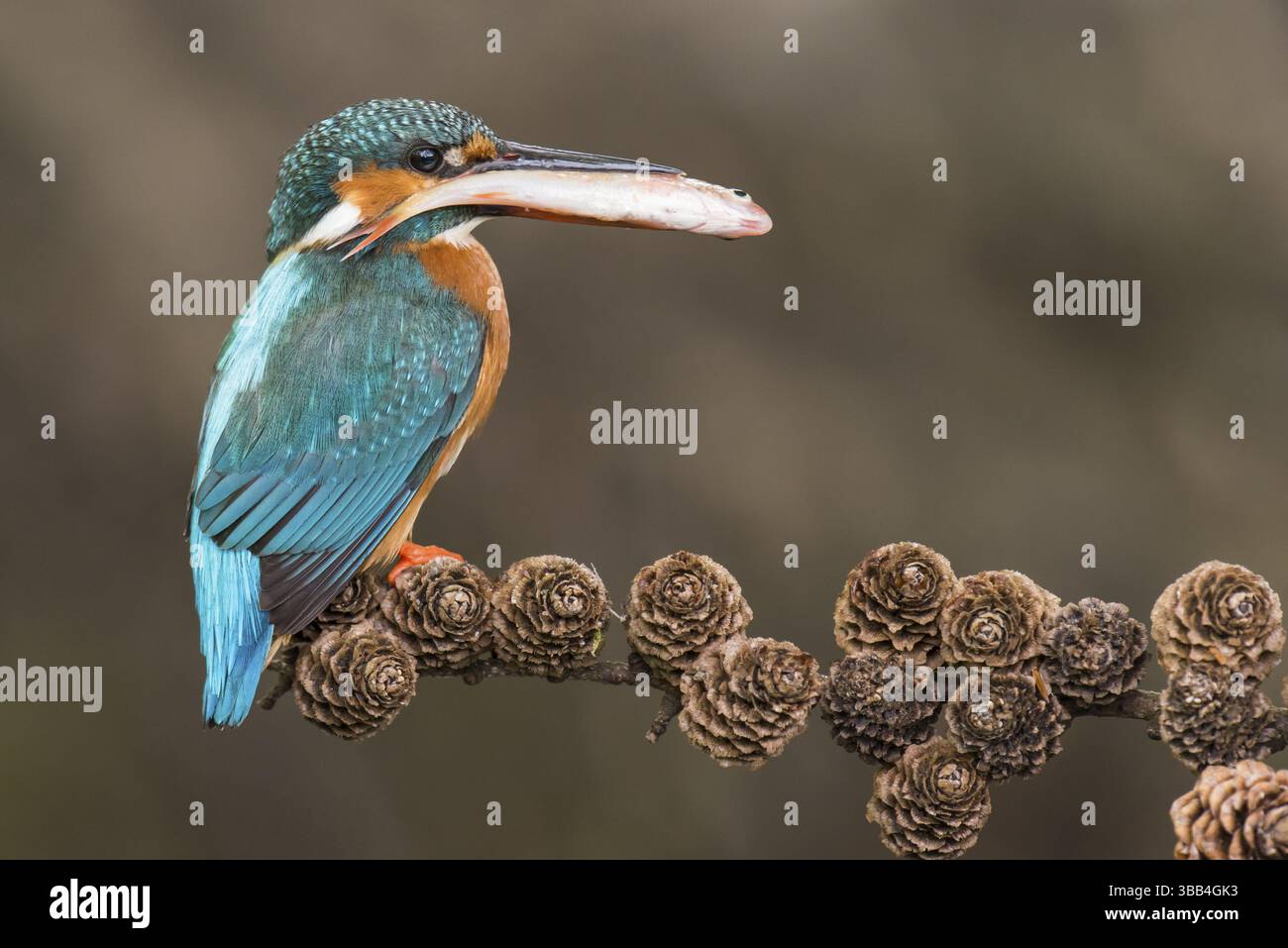 Eisvogel (Alcedo atthis) Weibchen auf einem Zweig mit einem Fisch im Schnabel, Niedersachsen, Deutschland, Europa Stockfoto