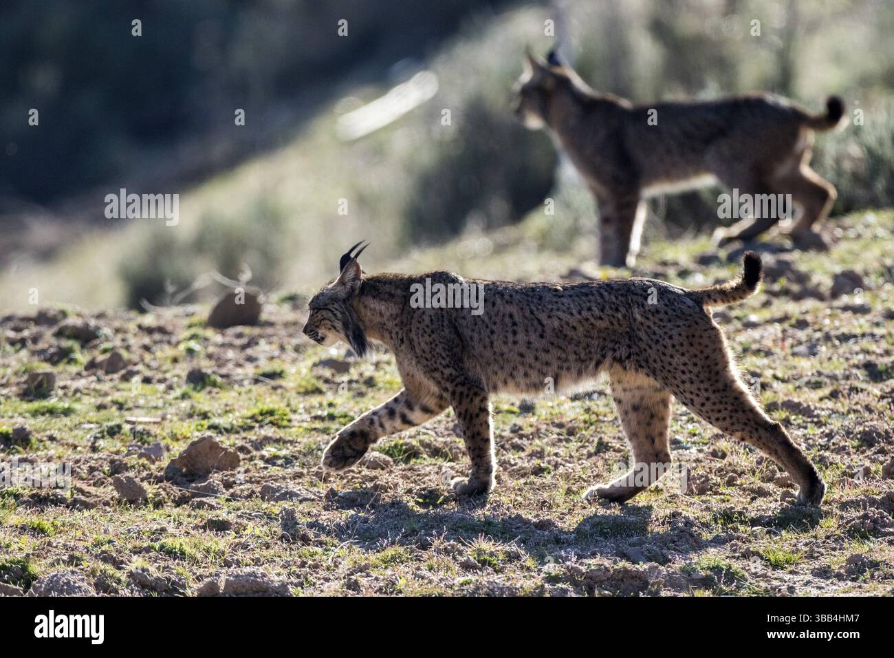 Naturpark Andujar Spanien Stockfoto