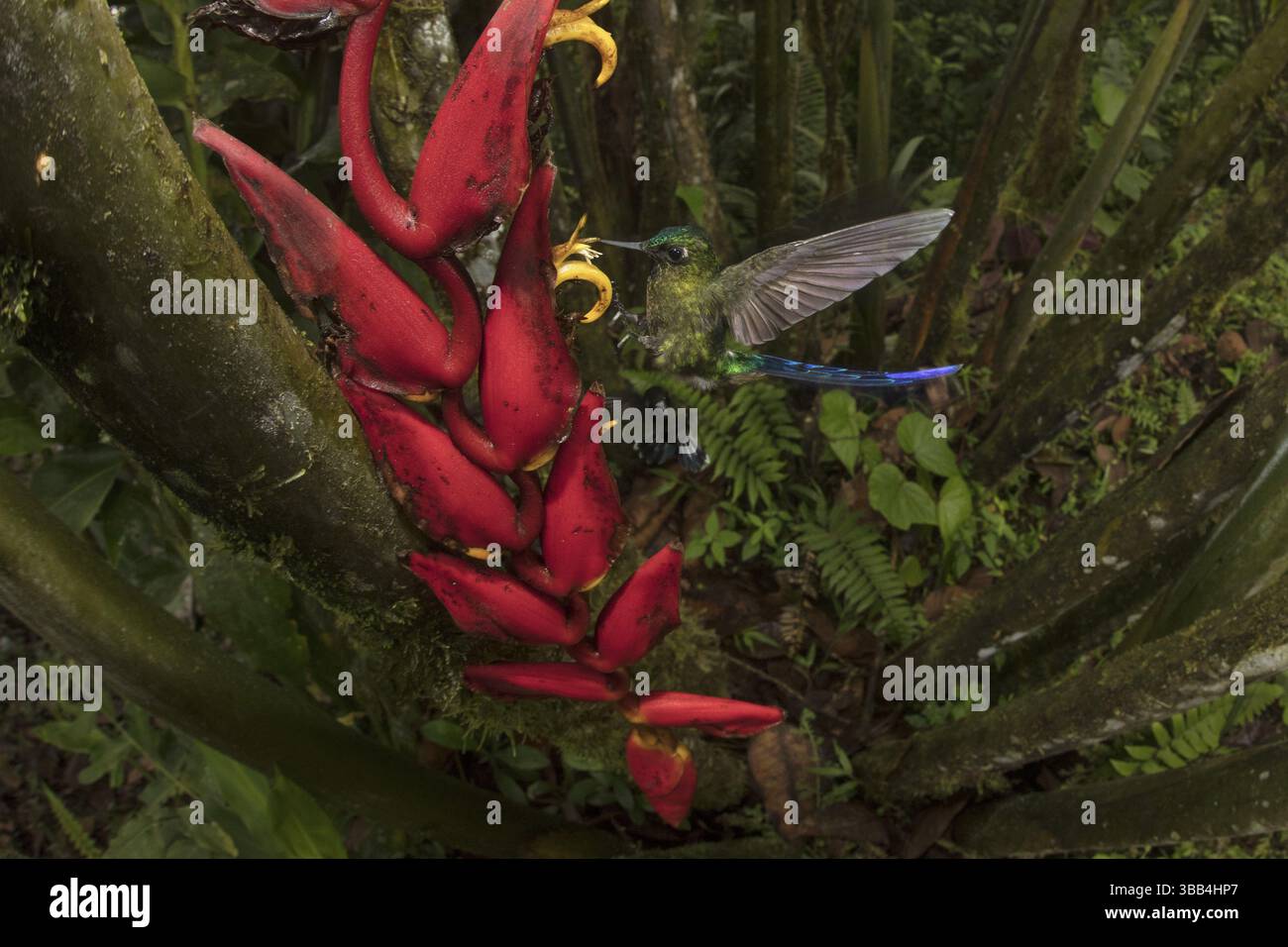 Veilchenschwanzsylph bei Heliconia Flowers. Bild, das aus der Ferne mit einem Fischaugenobjektiv aufgenommen wurde. Mashpi Lodge, Ecuador, Südamerika Stockfoto