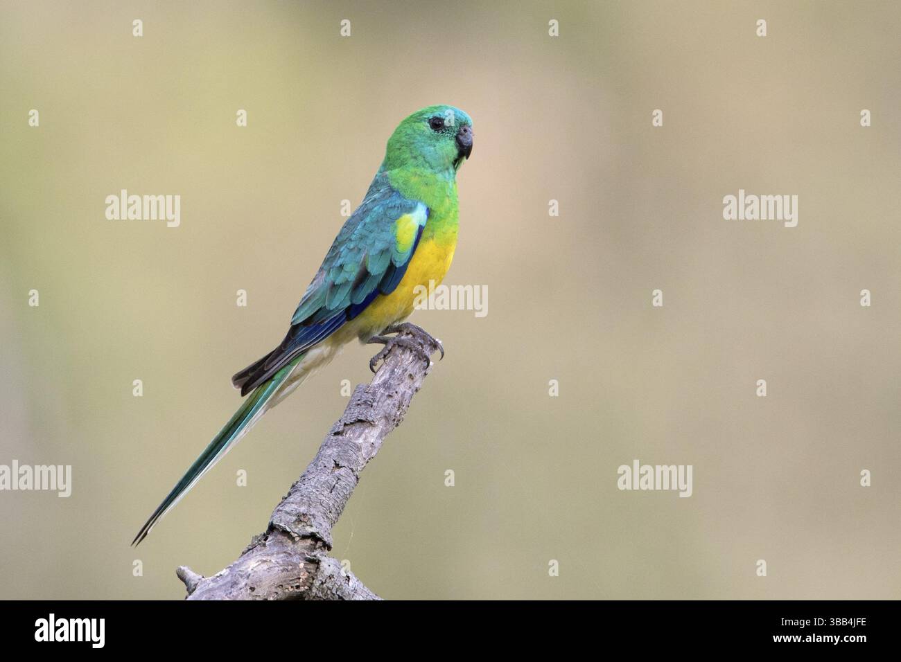 Rotwein-Papagei (Psephotus haematonotus), männlich auf einem Ast, Victoria, Australien, Ozeanien Stockfoto