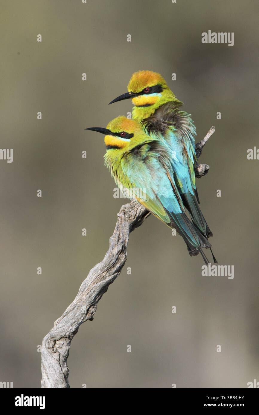 Rainbow Bienenfresser (Merops ornatus) Paar auf einem Zweig, South Australia, Australien, Ozeanien Stockfoto