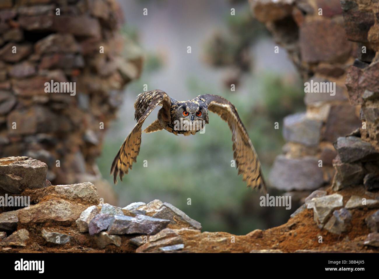 Adlereule, Bubo bubo, mit offenen Flügeln im Flug, Waldlebensraum im Hintergrund, orange Herbstbäume. Wildlife-Szene aus Naturwald, Deutschland. Vogel i Stockfoto
