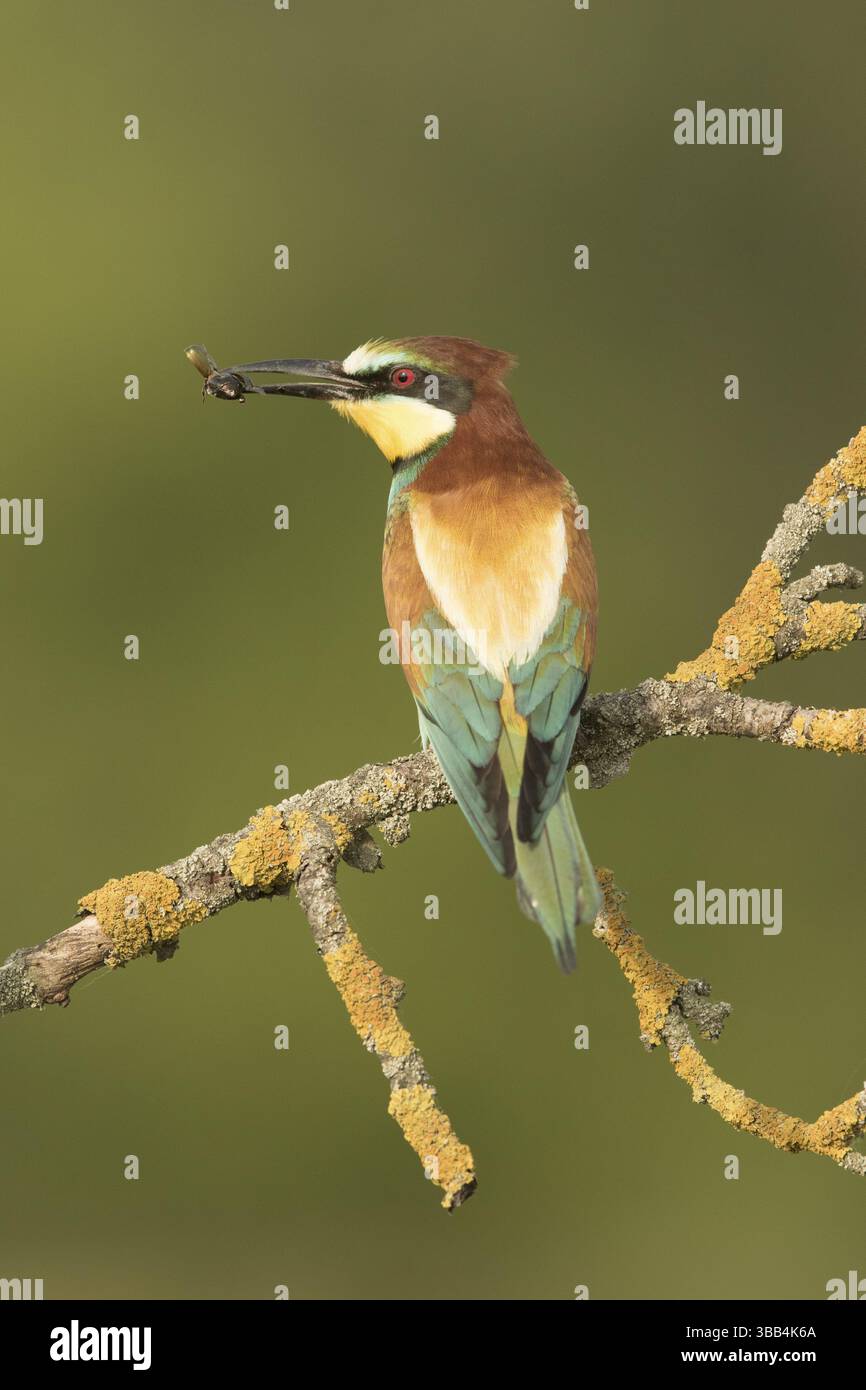 Europäischer Bienenfresser (Merops apiaster) auf einem Flechtenzweig mit Insekten im Schnabel, Serbien, Europa Stockfoto