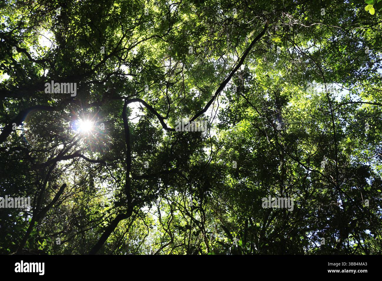 Wir sehen die Spitze des Atlantischen Waldes, unzählige Bäume, die die Strahlen des Himmels suchen, inmitten des feuchten Waldes. Stockfoto