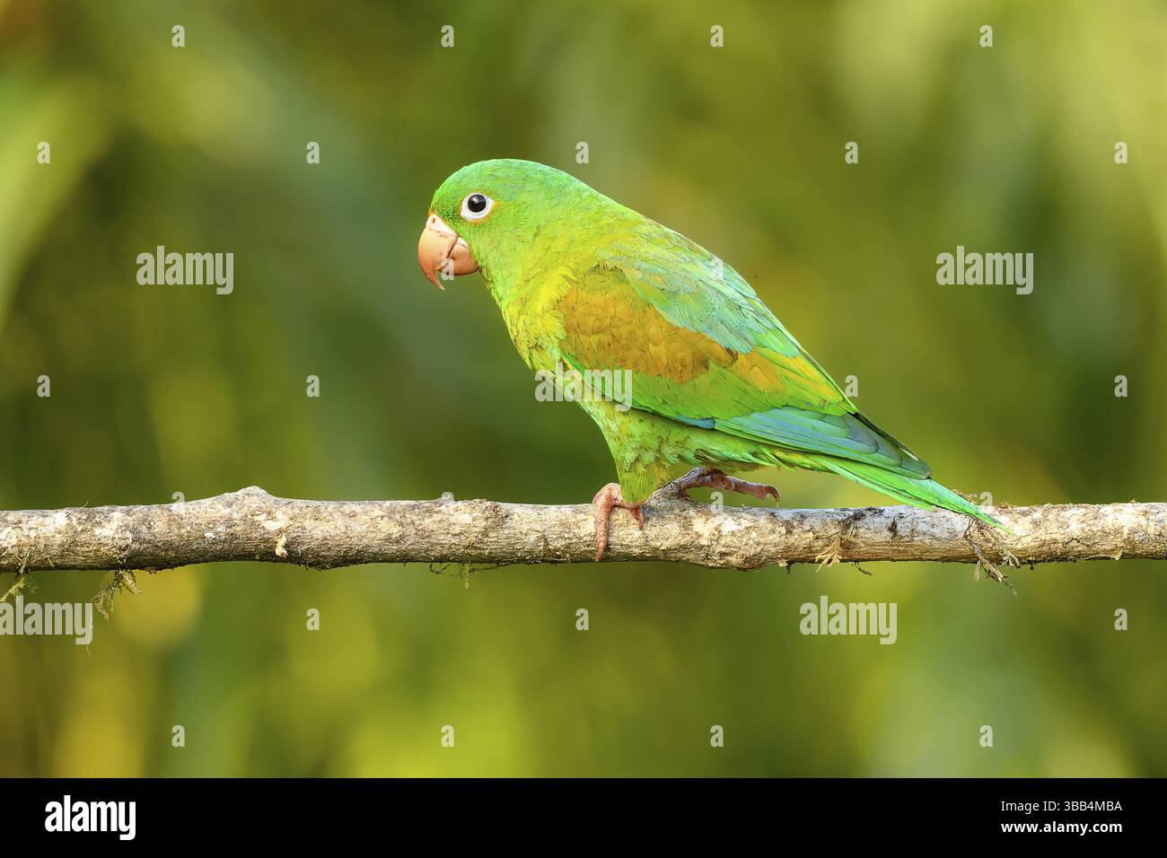Naturfotografie Sylvia & Olaf Rentzsch Stockfoto