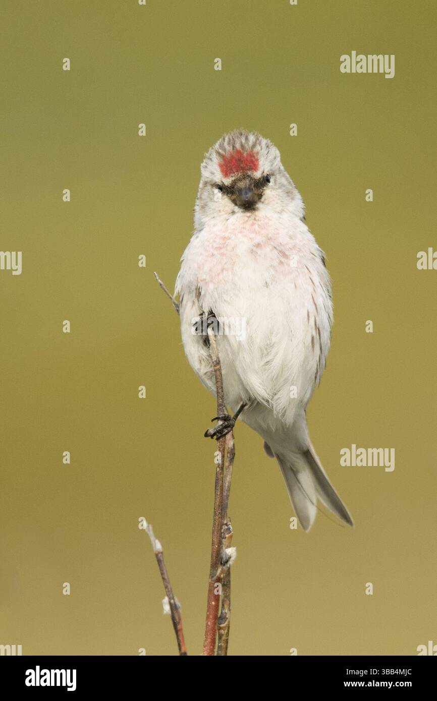Arctic Redpoll (Acanthis hornemanni) männlich, Norwegen, Europa Stockfoto