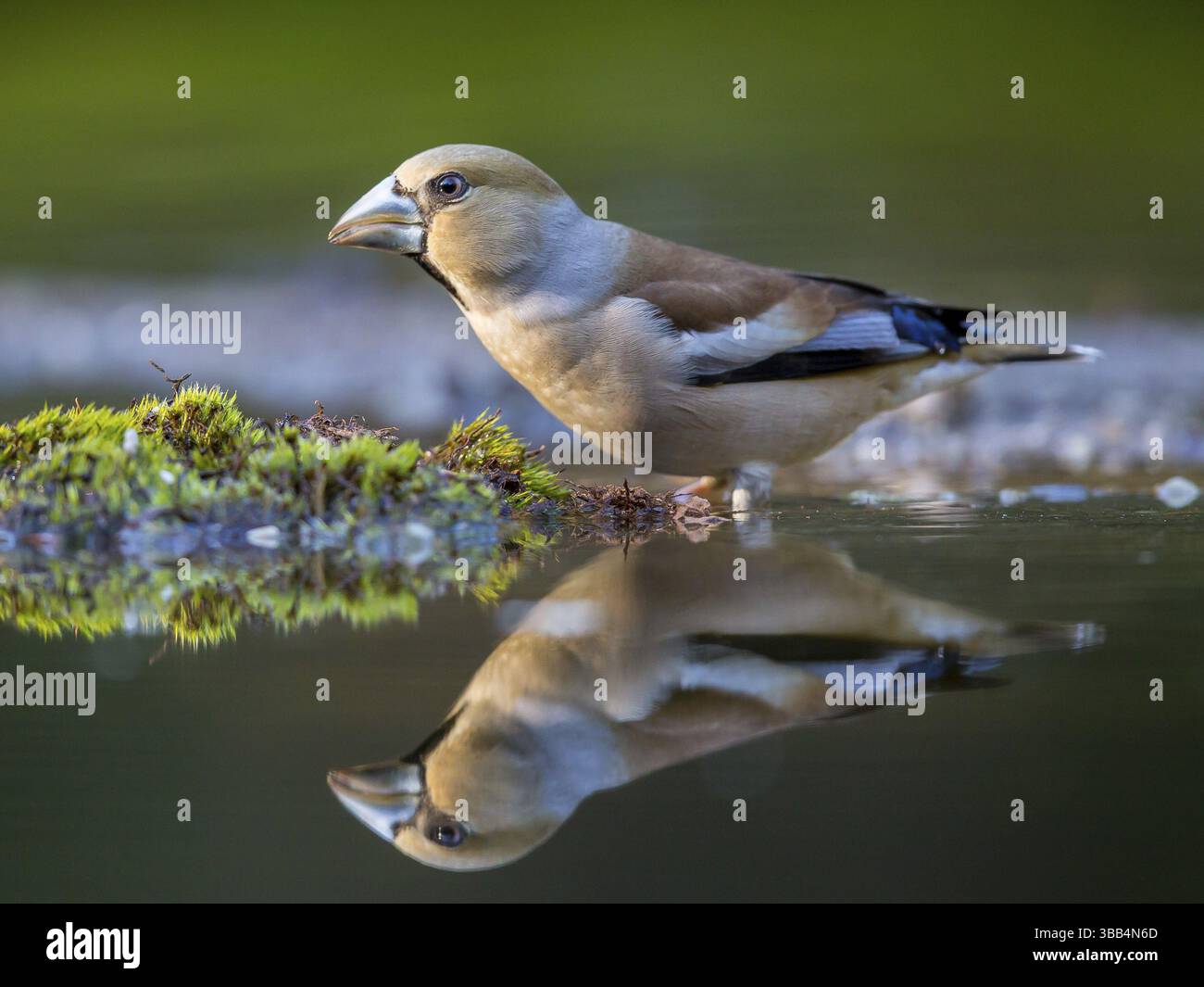 Hawfinch (Coccothraustes coccothraustes) weiblich in einem Wasserloch, Niederlande Stockfoto