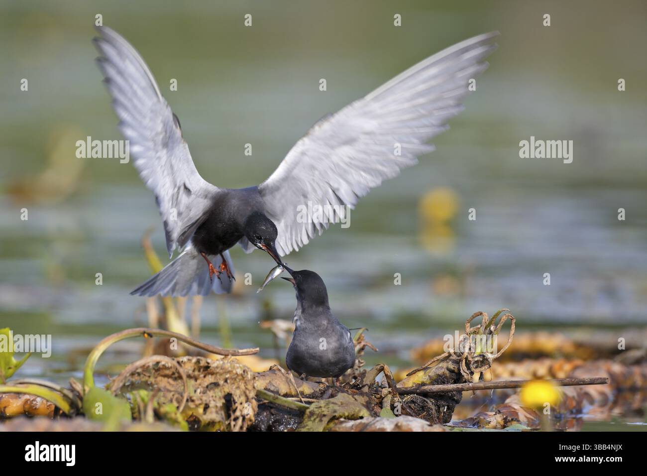 Schwarzteere (Chlidonias niger), die einen kleinen Fisch als Brautgeschenk überreicht, Mecklenburg-Vorpommern, Deutschland, Europa Stockfoto