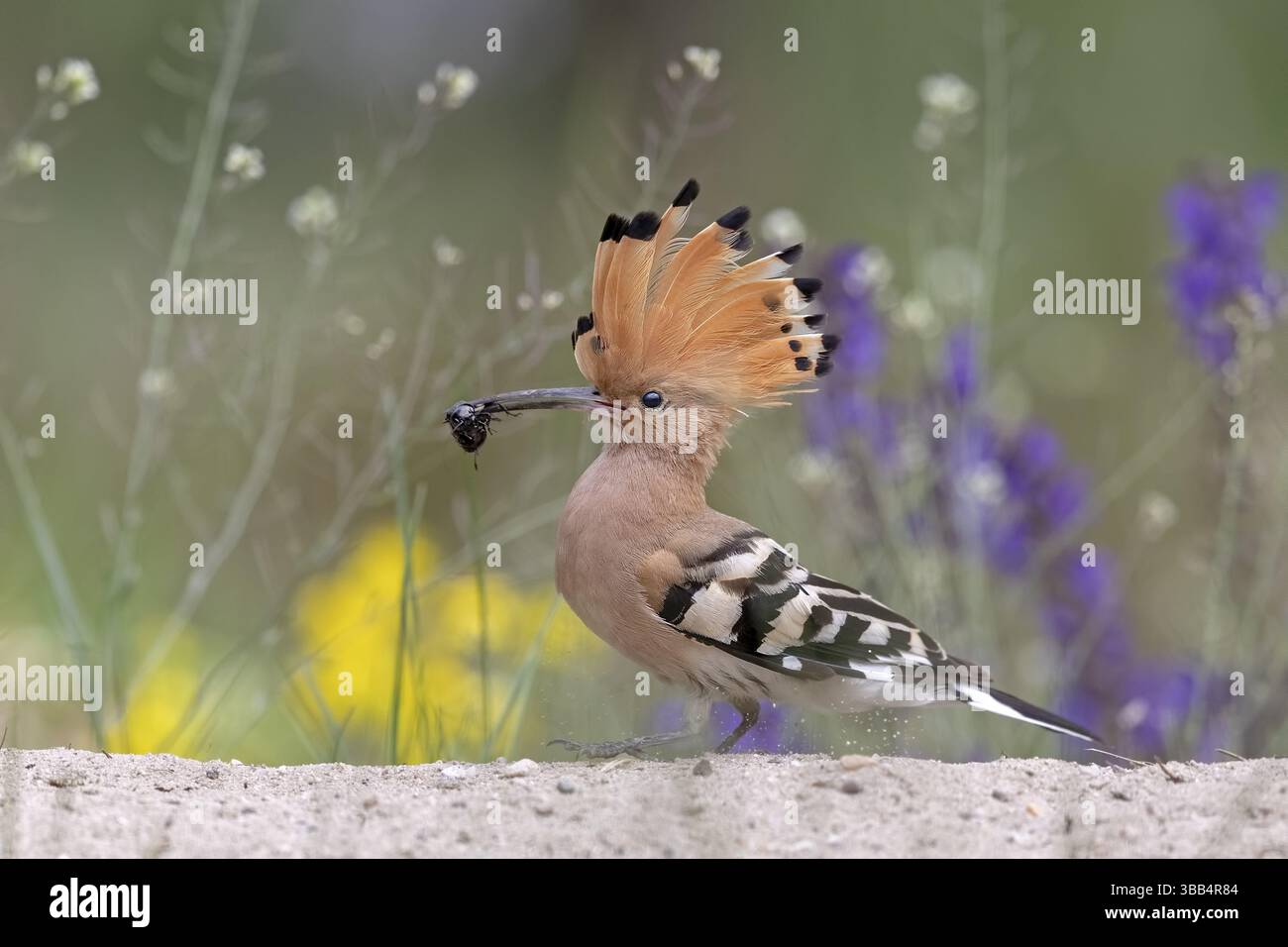 Eurasischer Wiedehopf (Upupa epops) auf dem Boden mit Insekten im Schnabel, Serbien, Europa Stockfoto