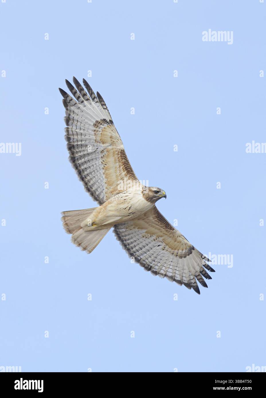 Red-Tail Hawk (Buteo jamaicensis) fliegt, Texas, USA, Nordamerika Stockfoto