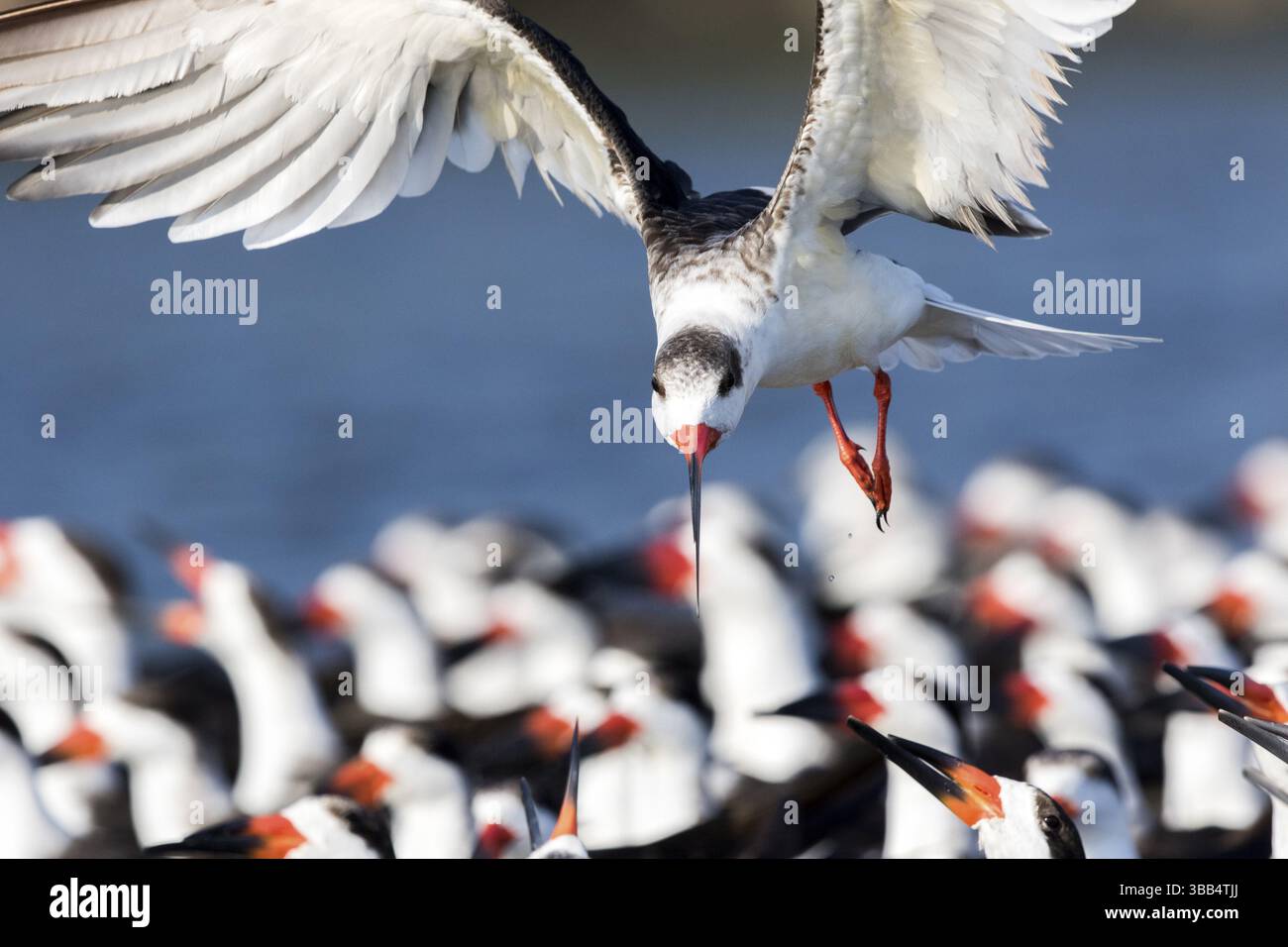 Black Skimmer (Rynchops niger) Gruppe, Santa Rosa, Guatemala, Zentralamerika Stockfoto