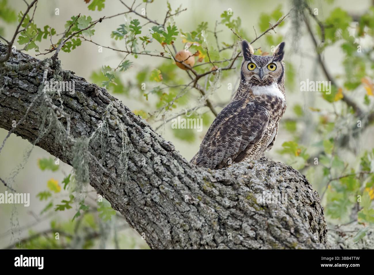 Großhorneule (Bubo virginianus), Kalifornien, USA, Nordamerika Stockfoto
