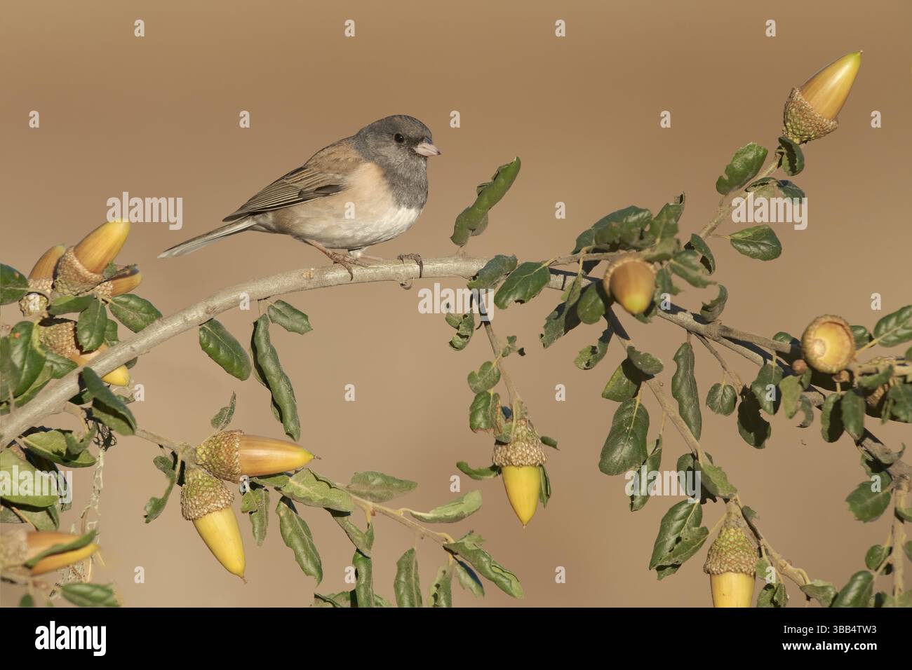 Oregon Junco (Junco hyemalis oreganus), auf einer Niederlassung in Kalifornien, USA, Nordamerika Stockfoto