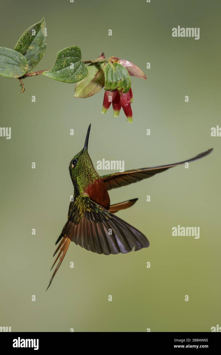 Kastanienbrüste Coronet (Boissonneaua matthewsii) fliegt während der Fütterung an einer Blume im Süden Ecuadors Stockfoto