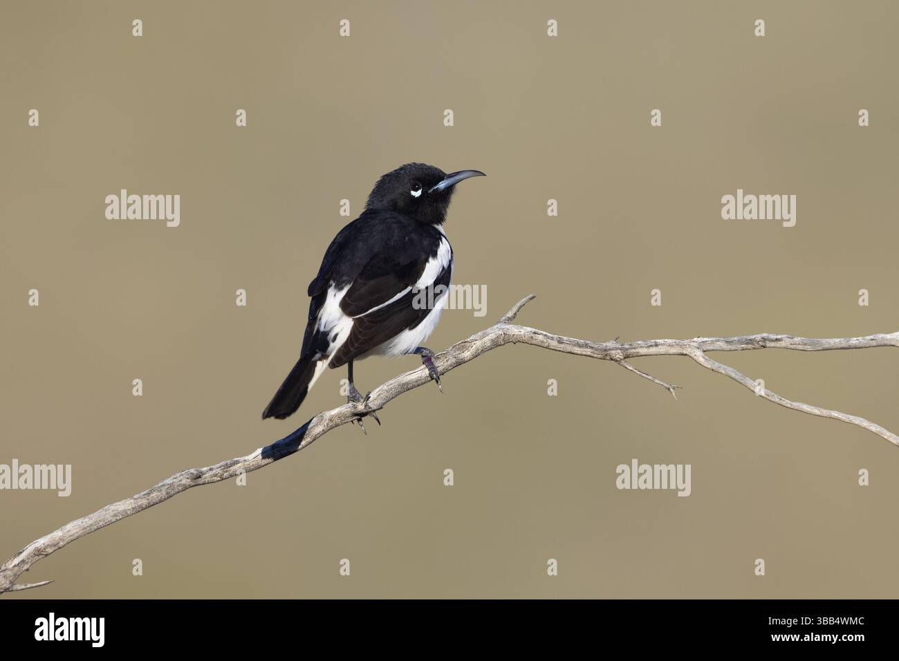 Rattenhoneyeater (Certhionyx variegatus), männlich auf einem Ast, New South Wales, Australien, Ozeanien Stockfoto