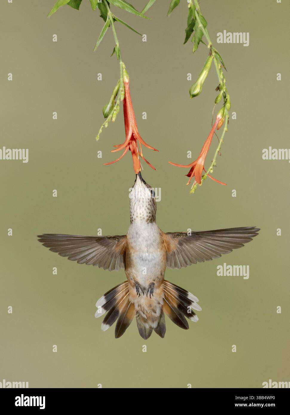 Rufous Kolibri (Selasphorus rufus) fliegt während der Fütterung am Blumennektar, Texas, USA, Nordamerika Stockfoto