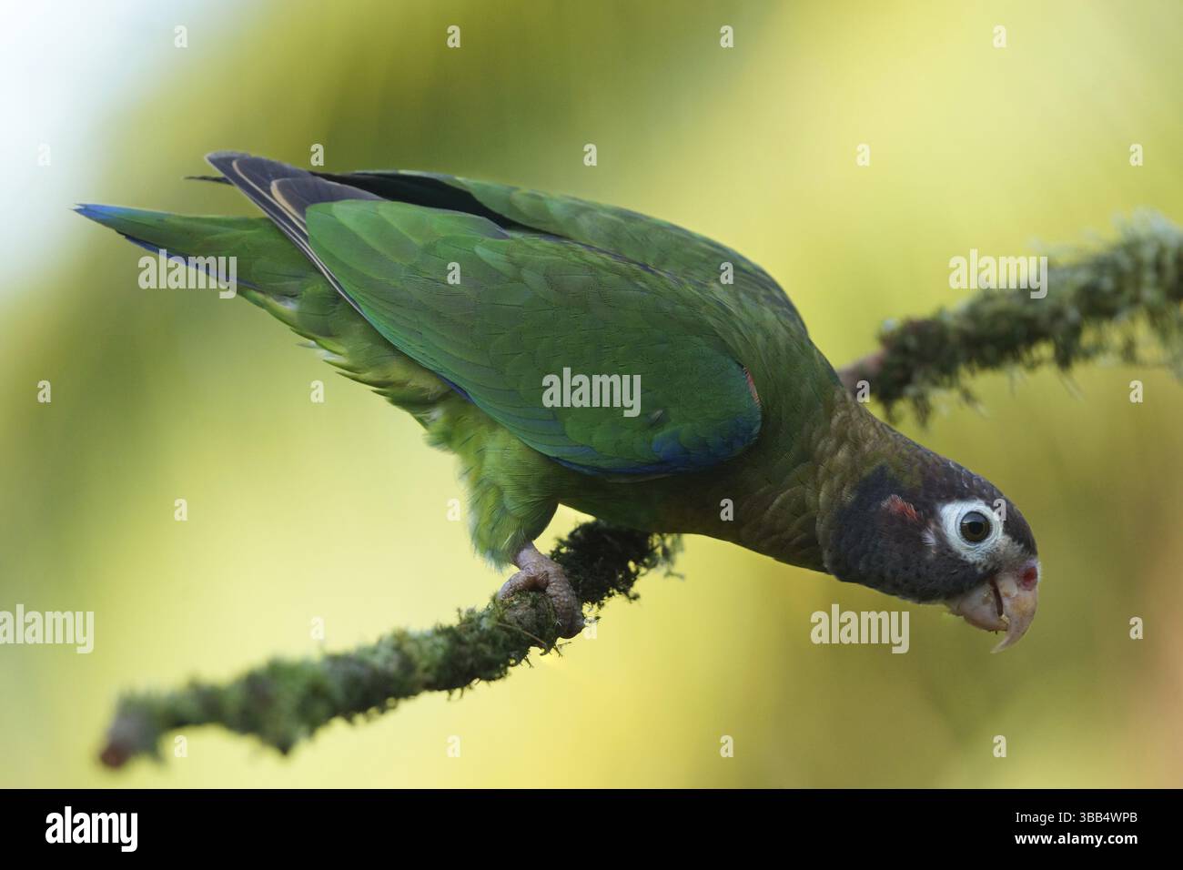 Papagei mit brauner Kapuze (Pyrilia haematotis) auf einem Zweig, Alajuela, Costa Rica, Mittelamerika Stockfoto