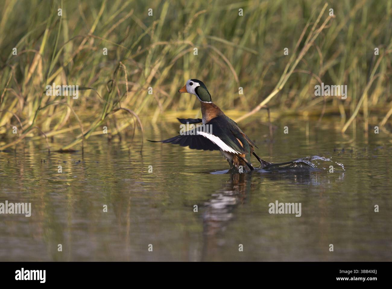 Afrikanische Pygmäengans (Nettapus auritus) im Flug, See, Awasa, Äthiopien, Afrika Stockfoto