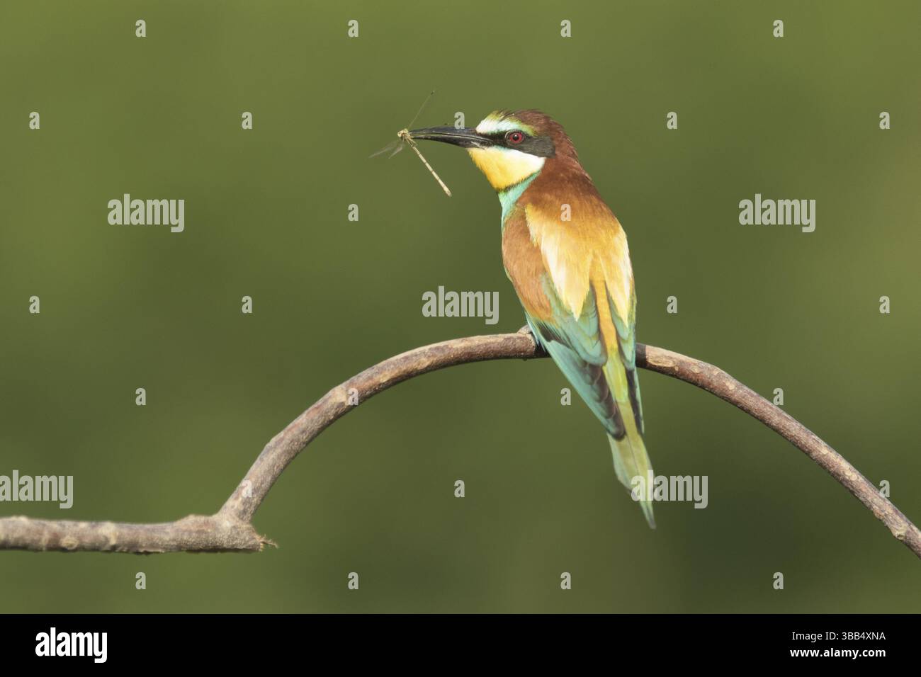 Europäischer Bienenfresser (Merops apiaster) auf einem Zweig mit Libelle im Schnabel, Serbien, Europa Stockfoto