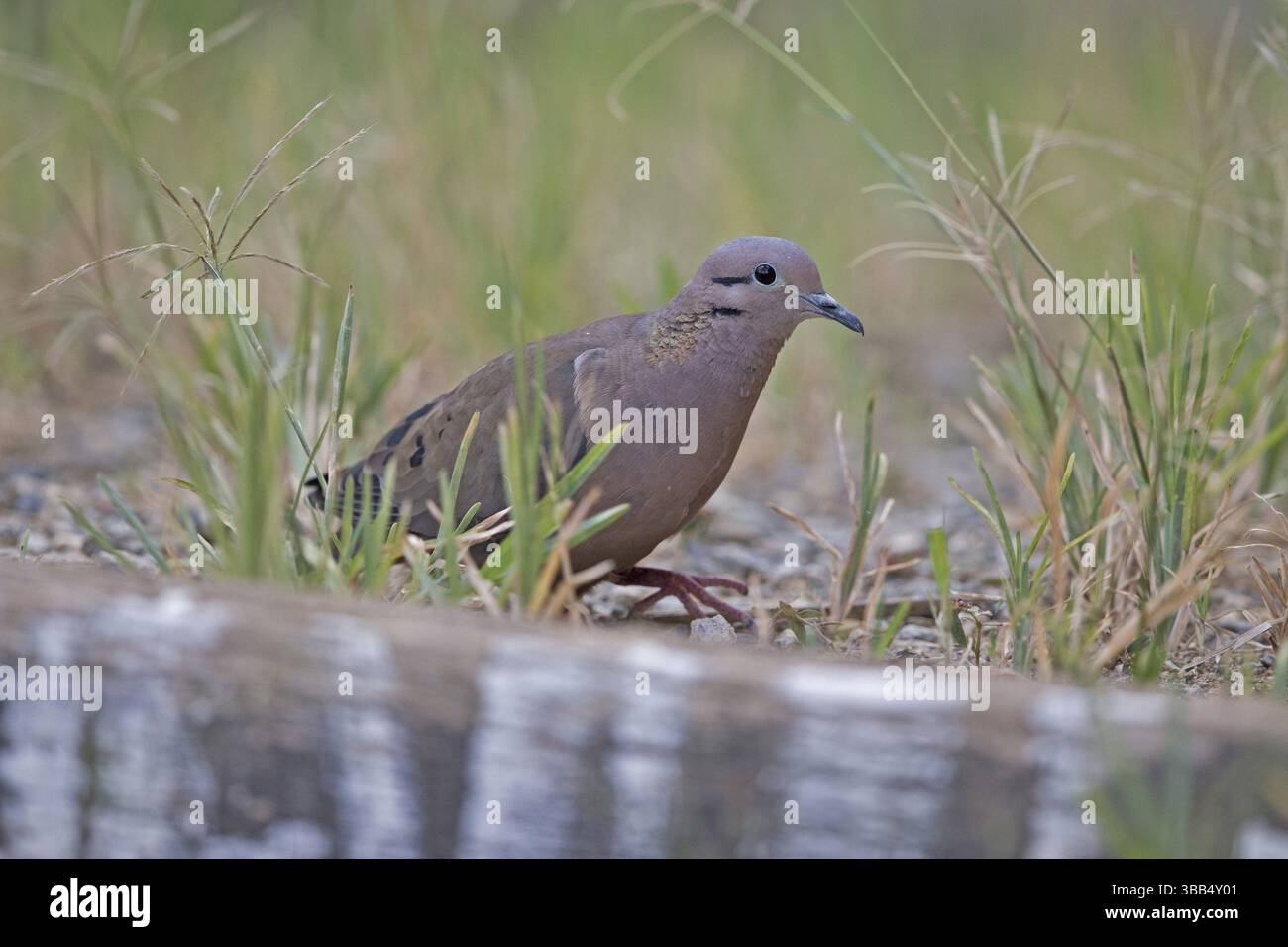 Eared Dove (Zenaida auriculata antioquiae), die auf einem Zweig in Kolumbien, Südamerika thront Stockfoto